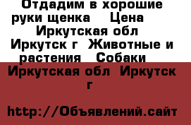        Отдадим в хорошие руки щенка. › Цена ­ 1 - Иркутская обл., Иркутск г. Животные и растения » Собаки   . Иркутская обл.,Иркутск г.